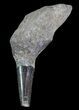 Fossil Odontocete (Toothed Whale) Tooth - Maryland #71112-1